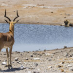 Consejos para Viajar a Namibia por Libre, Barato y Seguro