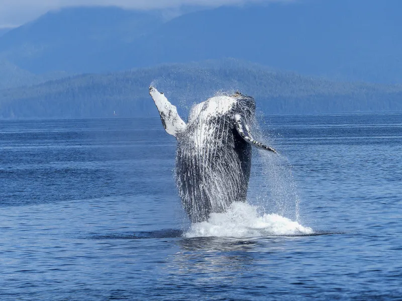 Hermanus ballenas