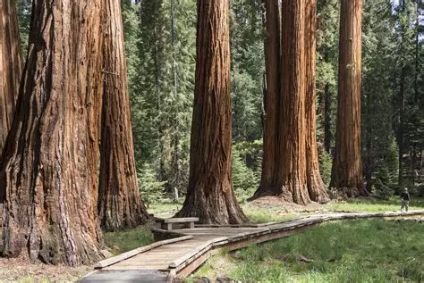 Parque Nacional Secuoya