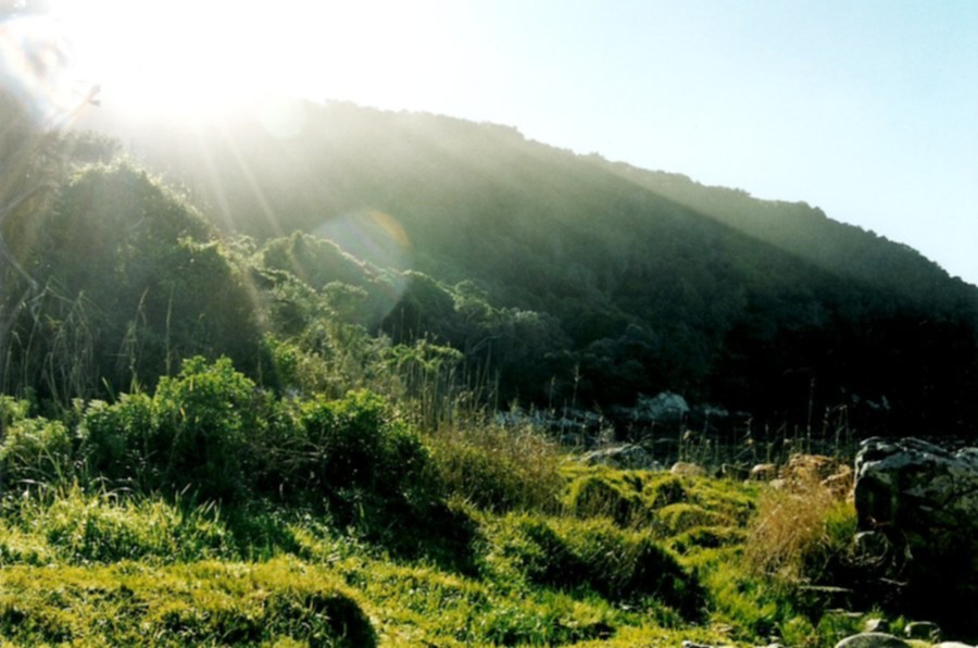 bosques de Tsitsikamma