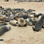 Cape Cross y la Reserva de Leones Marinos de Namibia