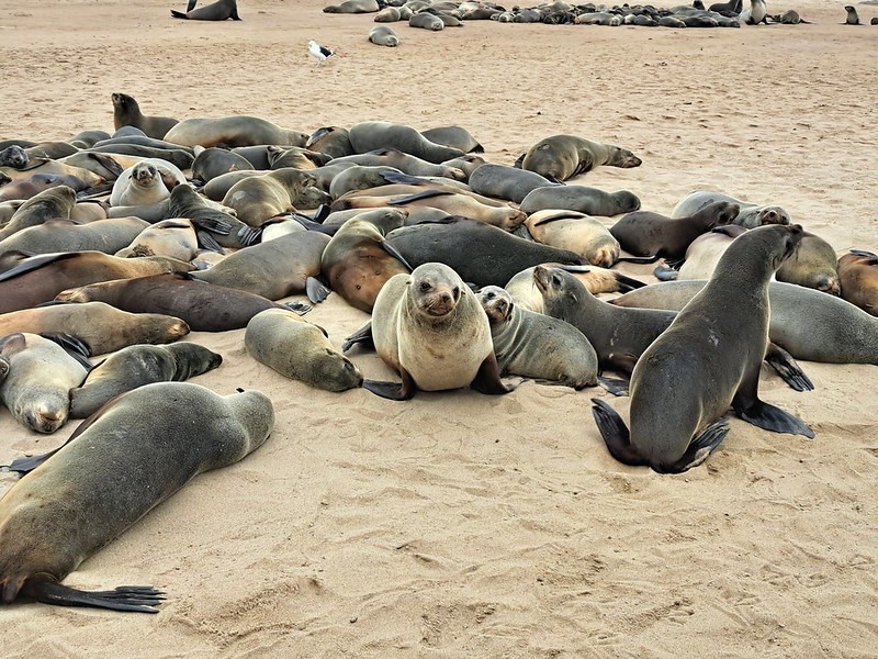 Cape Cross y la Reserva de Leones Marinos de Namibia