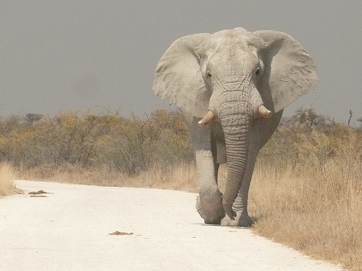 etosha-namibia-safari-africa