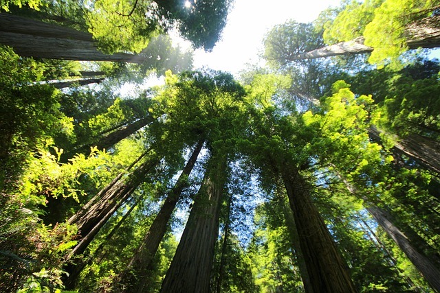 Explora el Parque Nacional Secuoya: Naturaleza y Aventuras Únicas